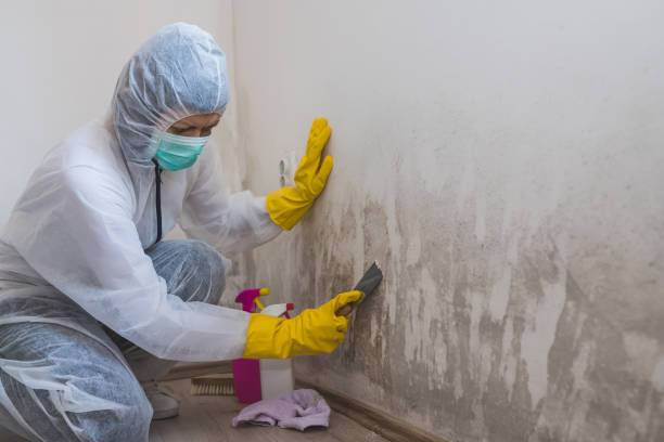 Best Local Mold Removal Service  in Mangum, OK