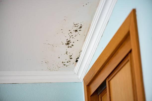Reliable Mangum, OK Mold Removal Solutions