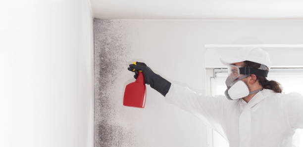 Best Commercial Mold Removal  in Mangum, OK