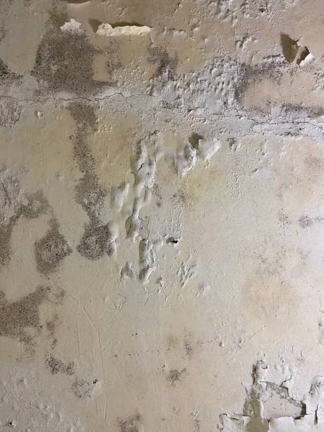 Best Professional Mold Removal  in Mangum, OK