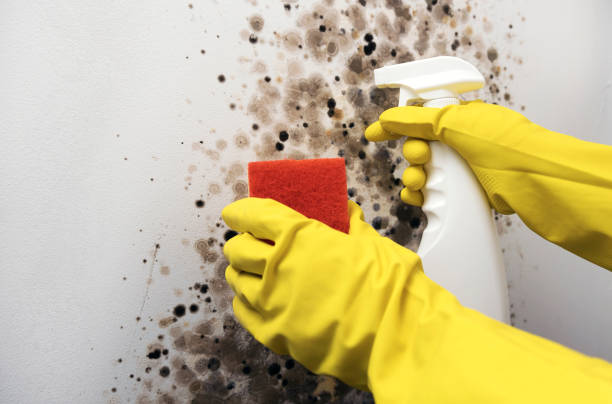 Best Mold Remediation  in Mangum, OK