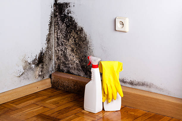 Best Mold Damage Repair  in Mangum, OK