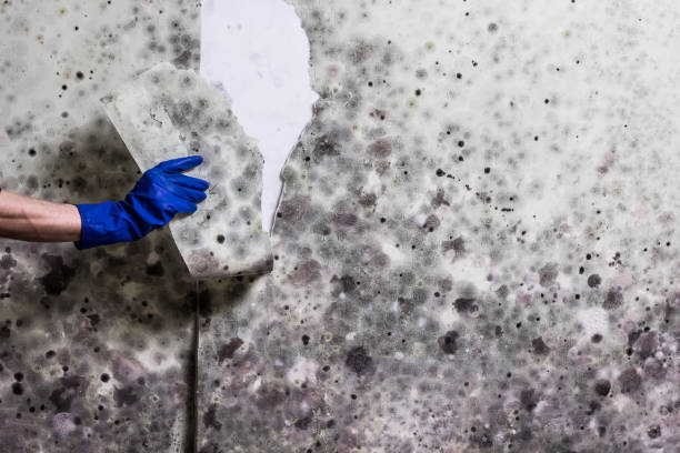 Best Crawl Space Mold Removal  in Mangum, OK