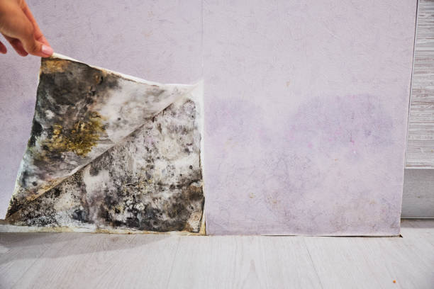 Best Emergency Mold Removal  in Mangum, OK